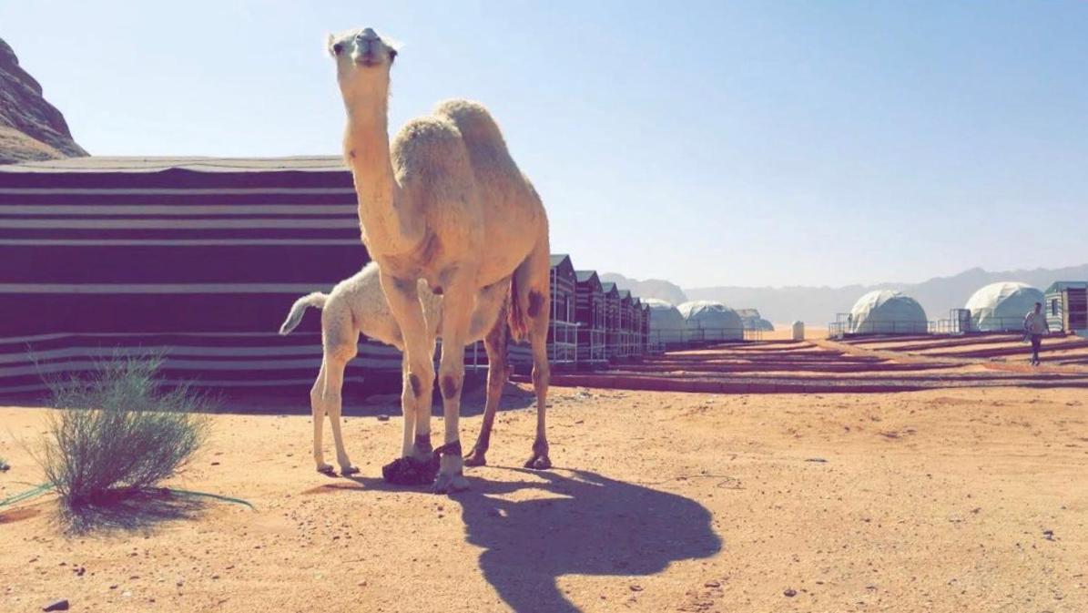 Oryx Camp Hotel Wadi Rum Eksteriør billede