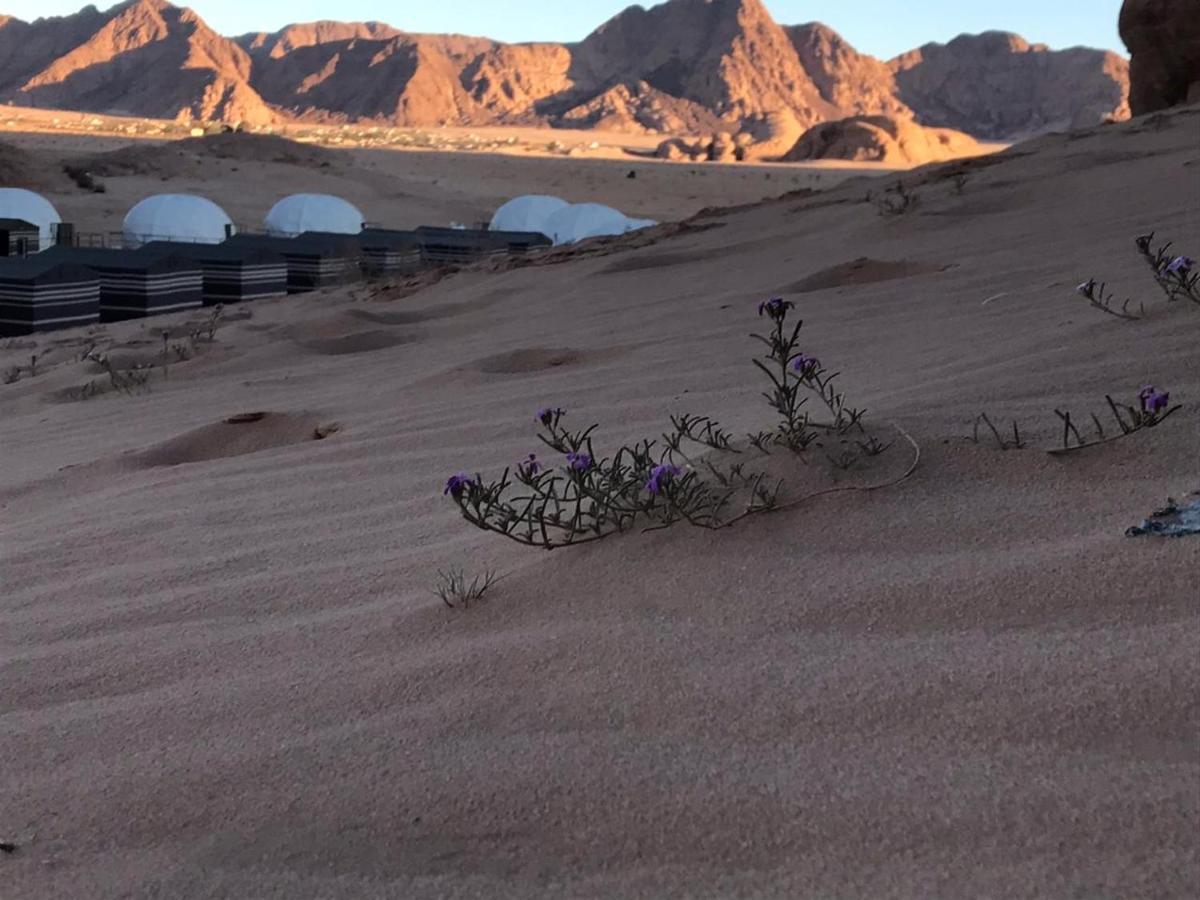 Oryx Camp Hotel Wadi Rum Eksteriør billede